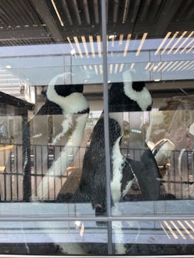 京都水族館に投稿された画像（2023/4/1）