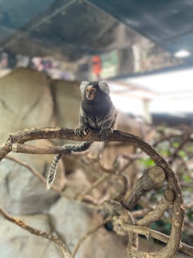 那須どうぶつ王国に投稿された画像（2023/4/1）