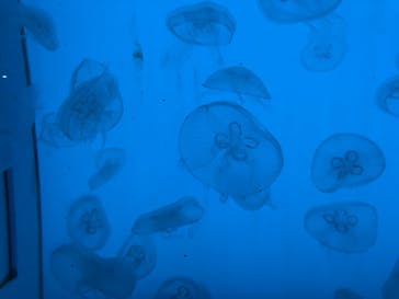 アクアワールド茨城県大洗水族館に投稿された画像（2023/4/1）