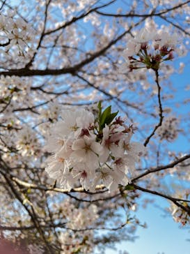 千葉こどもの国 キッズダムに投稿された画像（2023/4/1）