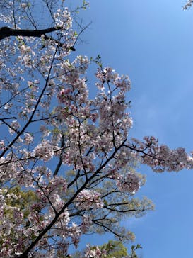 大阪城公園 西の丸庭園に投稿された画像（2023/4/1）