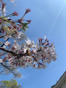 大阪城公園 西の丸庭園に投稿された画像（2023/4/1）