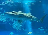 沖縄美ら海水族館に投稿された画像（2023/4/1）