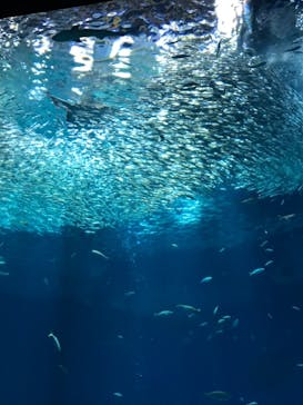 アクアワールド茨城県大洗水族館に投稿された画像（2023/4/1）