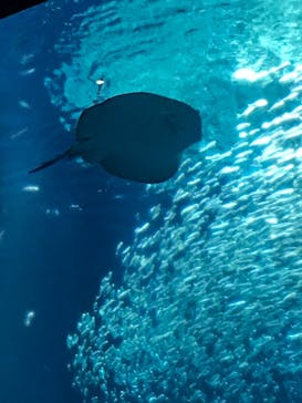 アクアワールド茨城県大洗水族館に投稿された画像（2023/4/1）