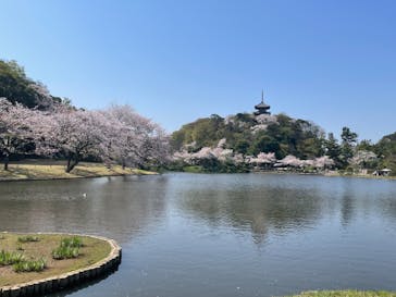 三溪園に投稿された画像（2023/4/1）