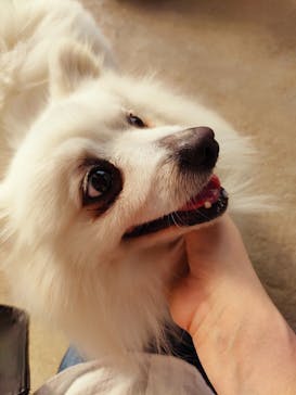 しろとり動物園に投稿された画像（2023/4/1）