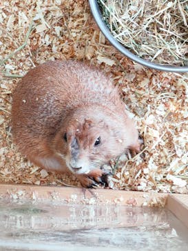 しろとり動物園に投稿された画像（2023/4/1）