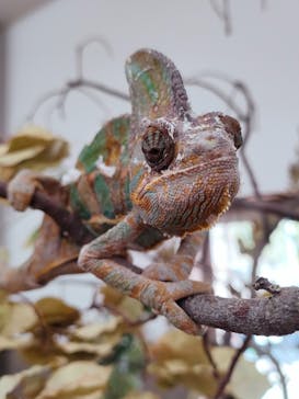 しろとり動物園に投稿された画像（2023/4/1）