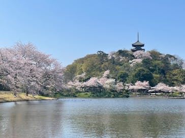三溪園に投稿された画像（2023/4/1）