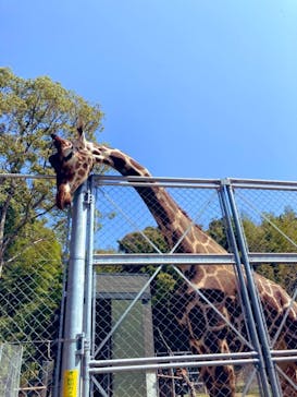 しろとり動物園に投稿された画像（2023/4/1）