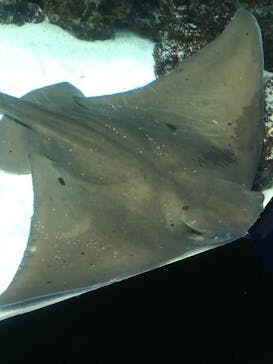 サンシャイン水族館に投稿された画像（2023/4/1）