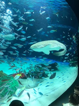 サンシャイン水族館に投稿された画像（2023/4/1）