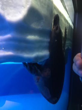 サンシャイン水族館に投稿された画像（2023/4/1）