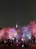 NAKED 桜の新宿御苑 2023に投稿された画像（2023/4/1）