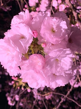 NAKED 桜の新宿御苑 2023に投稿された画像（2023/4/1）