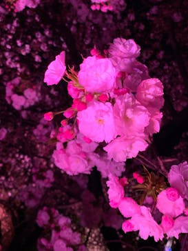 NAKED 桜の新宿御苑 2023に投稿された画像（2023/4/1）