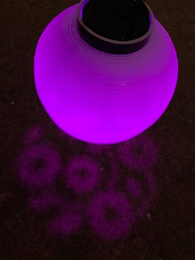 NAKED 桜の新宿御苑 2023に投稿された画像（2023/4/1）