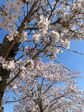 モビリティリゾートもてぎに投稿された画像（2023/4/1）