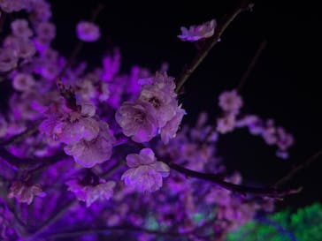 せんだい農業園芸センター　みどりの杜に投稿された画像（2023/4/1）