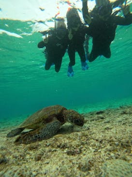 宮古島 ADVENTURE PiPi（ミヤコジマ アドベンチャー ピピ）に投稿された画像（2023/4/1）