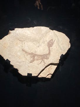 特別展「恐竜博2023」に投稿された画像（2023/4/1）