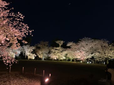 『NAKED FLOWERS 2023 桜 世界遺産・二条城』に投稿された画像（2023/4/1）