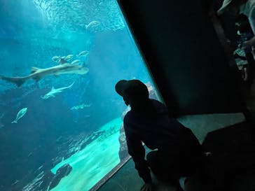 マリンワールド海の中道に投稿された画像（2023/4/1）