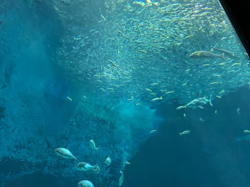 マリンワールド海の中道に投稿された画像（2023/4/1）