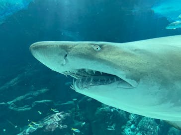 マリンワールド海の中道に投稿された画像（2023/4/1）