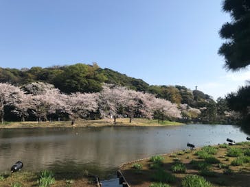 三溪園に投稿された画像（2023/4/1）