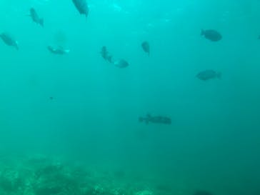 串本海中公園水族館に投稿された画像（2023/4/1）