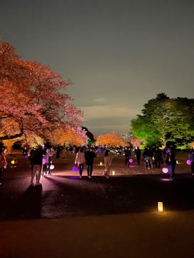 NAKED 桜の新宿御苑 2023に投稿された画像（2023/4/1）