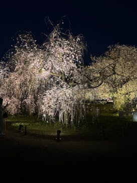 『NAKED FLOWERS 2023 桜 世界遺産・二条城』に投稿された画像（2023/4/1）