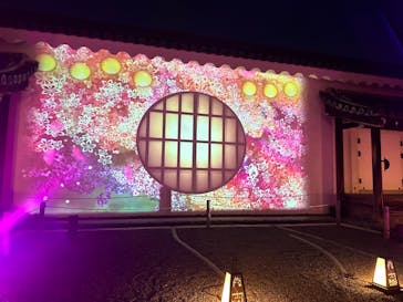 『NAKED FLOWERS 2023 桜 世界遺産・二条城』に投稿された画像（2023/4/1）