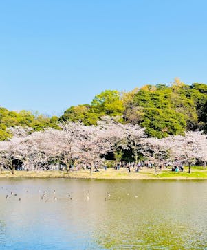 三溪園に投稿された画像（2023/4/1）