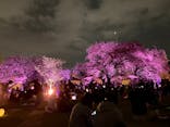 NAKED 桜の新宿御苑 2023に投稿された画像（2023/4/1）