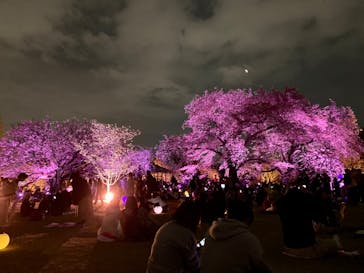 NAKED 桜の新宿御苑 2023に投稿された画像（2023/4/1）
