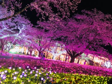 さがみ湖MORI MORIに投稿された画像（2023/4/1）