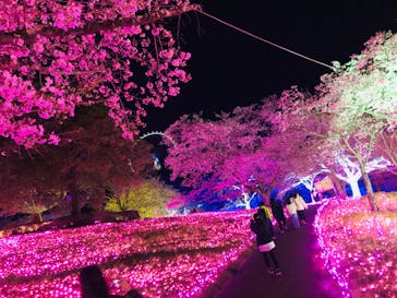 さがみ湖MORI MORIに投稿された画像（2023/4/1）