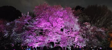 NAKED 桜の新宿御苑 2023に投稿された画像（2023/4/1）