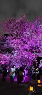 NAKED 桜の新宿御苑 2023に投稿された画像（2023/4/1）