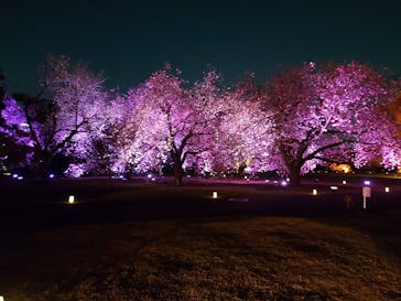 NAKED 桜の新宿御苑 2023に投稿された画像（2023/4/1）