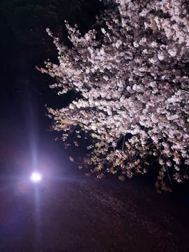 NAKED 桜の新宿御苑 2023に投稿された画像（2023/4/1）