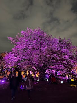 NAKED 桜の新宿御苑 2023に投稿された画像（2023/4/1）