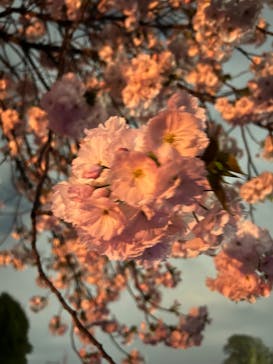 NAKED 桜の新宿御苑 2023に投稿された画像（2023/4/1）