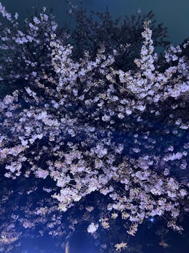 NAKED 桜の新宿御苑 2023に投稿された画像（2023/4/1）