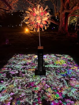 NAKED 桜の新宿御苑 2023に投稿された画像（2023/4/1）