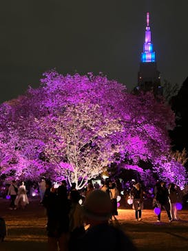 NAKED 桜の新宿御苑 2023に投稿された画像（2023/4/1）