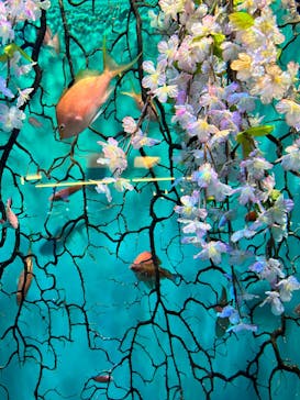 アクアワールド茨城県大洗水族館に投稿された画像（2023/4/1）